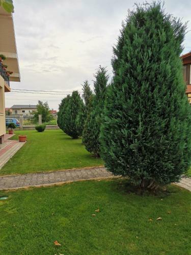 Casuta Cu Tei-lime House