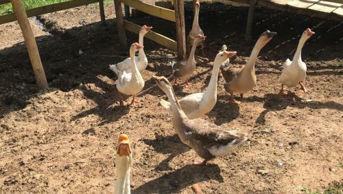 Hostal Pousada Pe Na Terra Em Guararema
