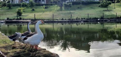 Apartamento Flat Winterville Gravat�/pe