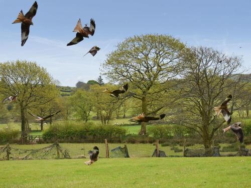 Red Kite View
