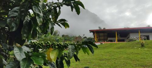 Finca La Antigua. Finca Tradicional Cafetera