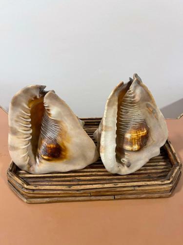 Apartamento Das Conchas Praia Das Pitangueiras
