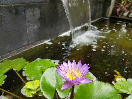 Hostal Omah Konco Yogyakarta