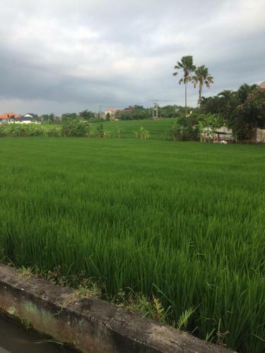 Hostal Cening Bagus Bungalow