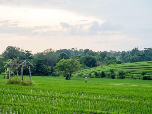 Dua Rumah Canggu Bali