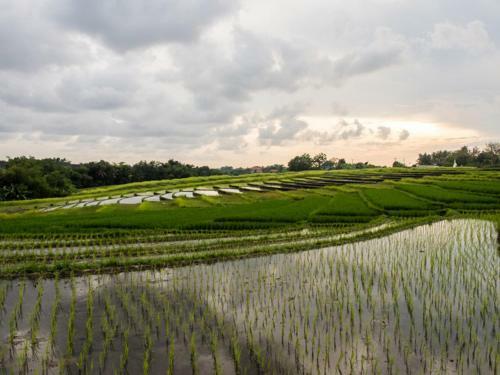 Dua Rumah Canggu Bali
