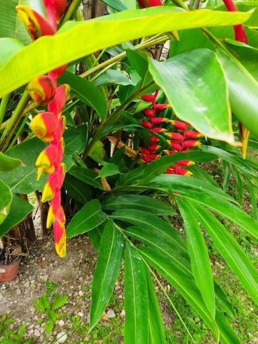 Posada Ixchel