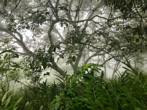 Vereda Surreal Xilitla