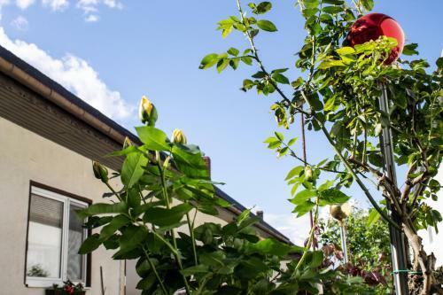 Apartamento Ferienwohnung Casa Flora