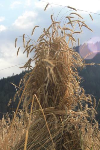 Agroturismo Hof Wieser