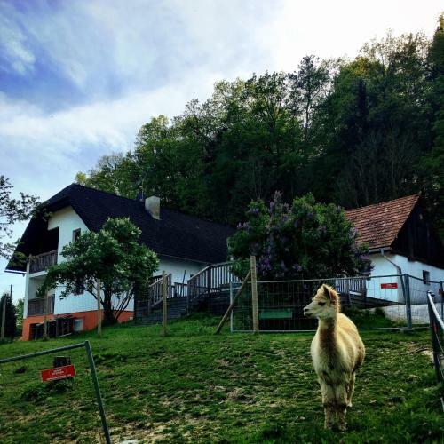 Agroturismo Cria Valley Alpacas