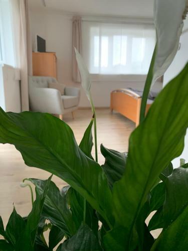 Apartamento Haus Anna