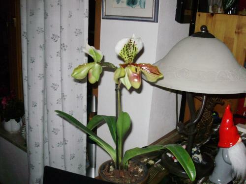 Apartamento Haus Ilona