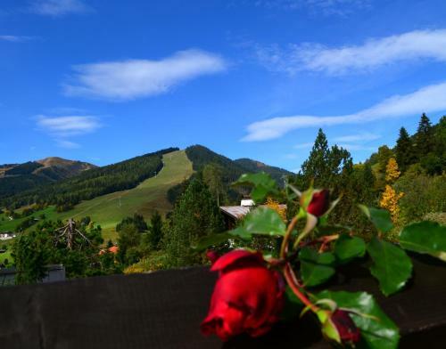 Bed & Breakfast Pension Vier Jahreszeiten