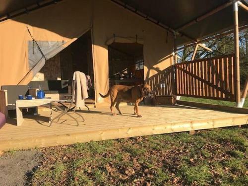 Lapwing Safari Tent