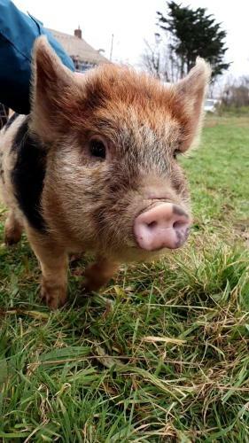 Yetland Farm Holiday Cottages