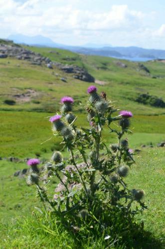 Highland Holiday House