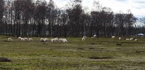 B&B Helene Hoeve