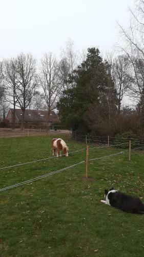 De Wollinghoeve