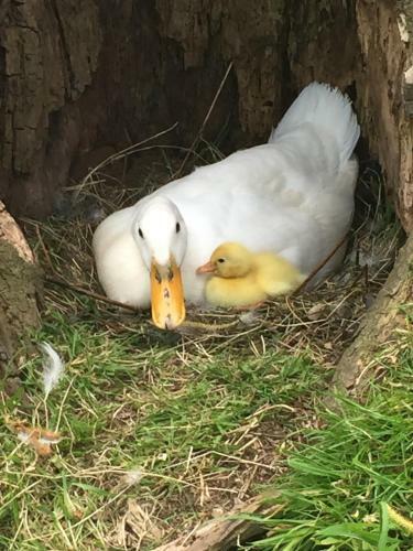 Bed & Breakfast Droomgaerd