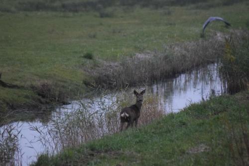 B&B 't Steurgat