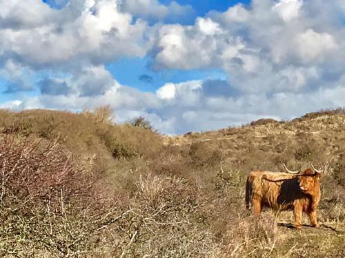 Apartamento Achter De Duinen