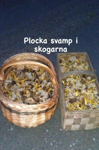 Sigridstorp �sljunga