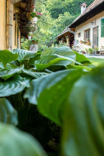 Hostal Villa Rihuini Authentic Saxon House