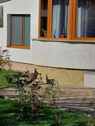 Hostal Pensiunea Vera