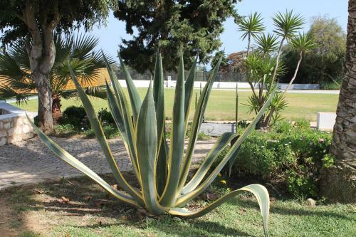 Apartamento Casa Beachcomber Le Jardin Des Arts
