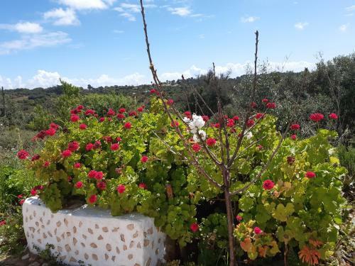 Apartamento Quinta Da Jolanda-happy Family Farm