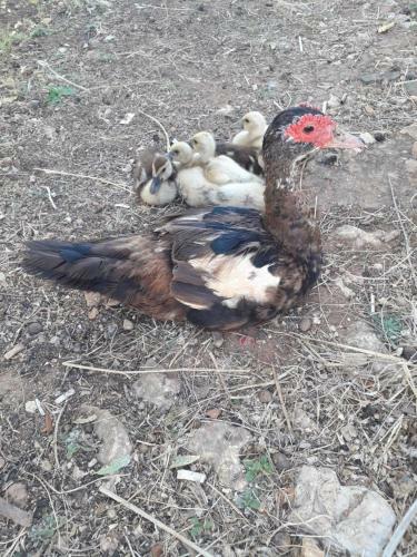Apartamento Quinta Da Jolanda-happy Family Farm