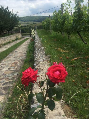 Agroturismo Conacul Din Deal