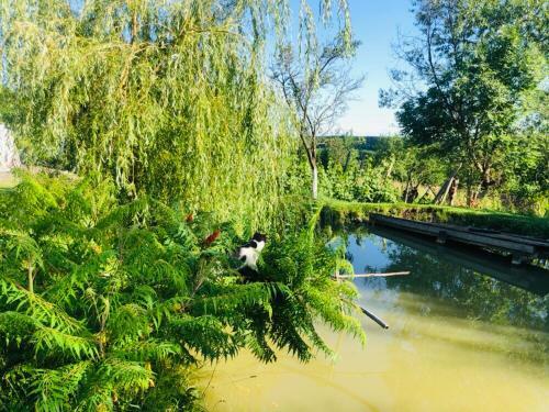 Hostal Agropensiunea Colev