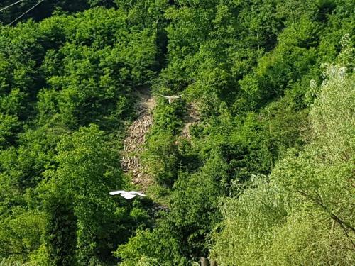 Lodge Pensiunea Valea Tonii