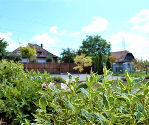 Villa Rozsi Mama
