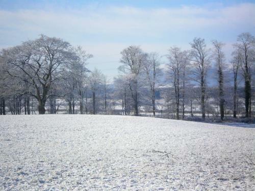 The Tranquil Orchard - Woodpecker-uk31339