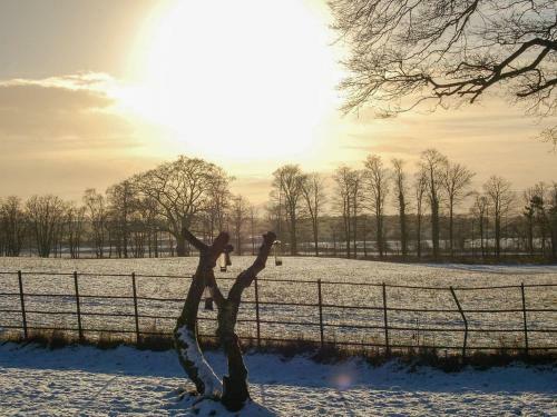 The Tranquil Orchard - Woodpecker-uk31339
