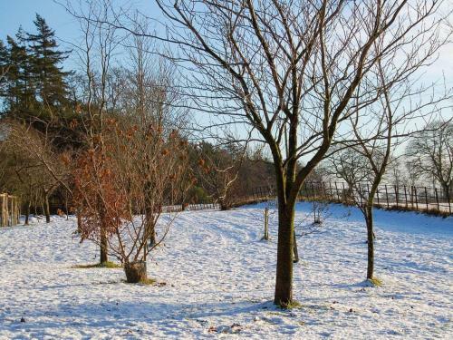 The Tranquil Orchard - Woodpecker-uk31339