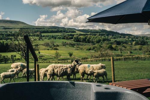 Wensleydale Glamping Pods