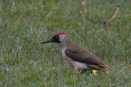 Bed & Breakfast La Fontaine Aux Oiseaux