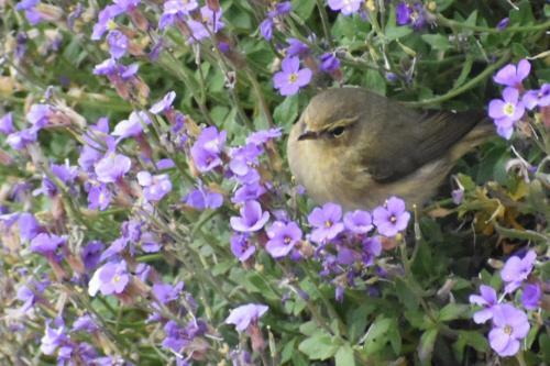 Bed & Breakfast La Fontaine Aux Oiseaux