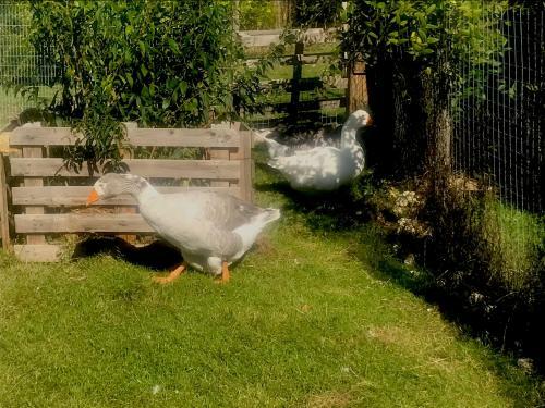 Bed & Breakfast Chez Gustave & Compagnie
