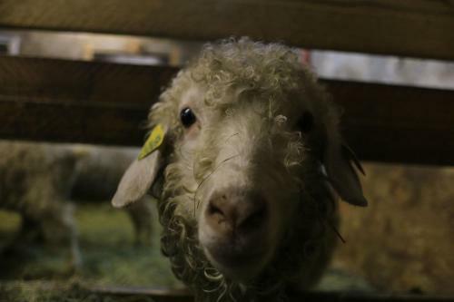 Hostal La Ferme Sous Les Hiez