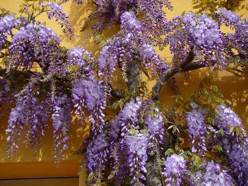 Apartamento G�te La Glycine