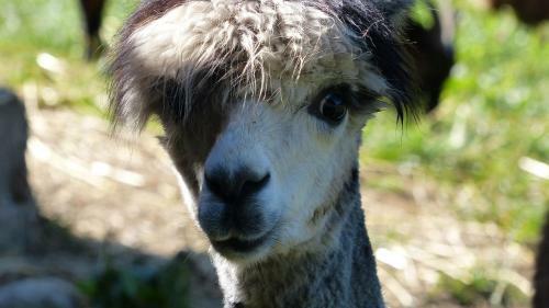 Hostal Le Paradis Des Animaux