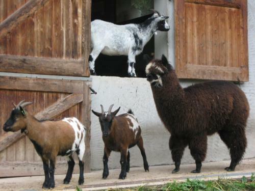Hostal Le Paradis Des Animaux