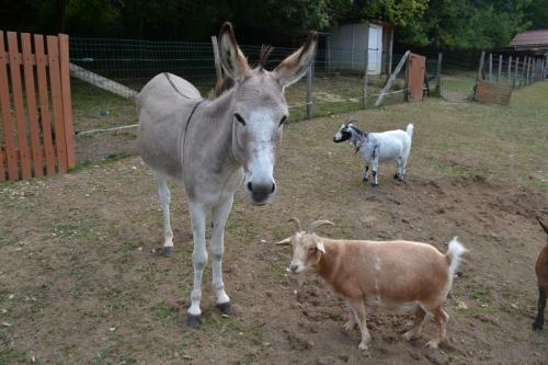 Hostal Le Paradis Des Animaux