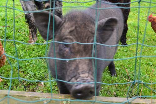 Hostal Le Paradis Des Animaux