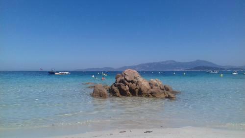 Cam�lia Plein Soleil Bord De Plage